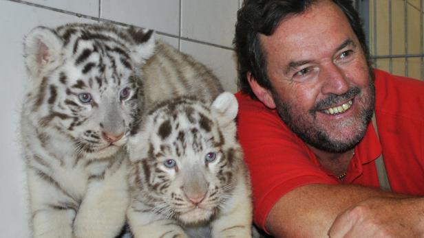 Ein Mann lächelt neben zwei jungen weißen Tigern.