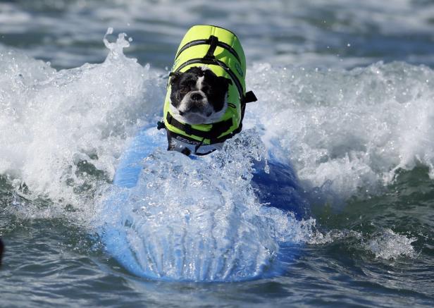 Ein Hund mit Schwimmweste reitet auf einem Surfbrett durch die Wellen.