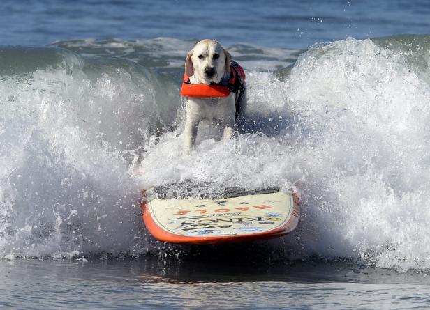 Ein Labrador mit Schwimmweste reitet auf einem Surfbrett durch eine Welle.