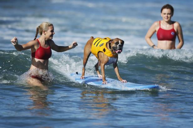 Ein Boxer mit Schwimmweste surft auf einem Surfbrett, während zwei Frauen im Wasser stehen.
