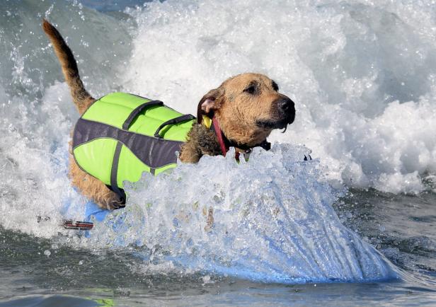 Ein Hund mit Schwimmweste reitet auf einem Surfbrett durch eine Welle.