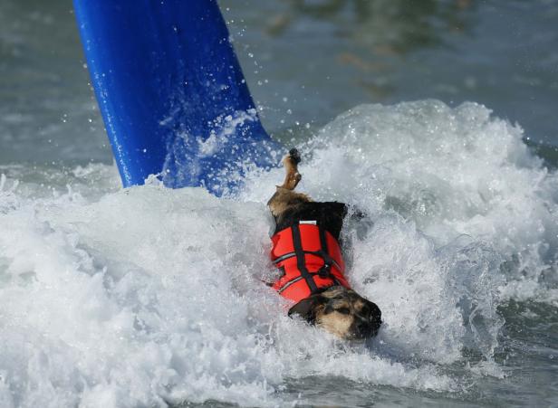 Ein Hund mit Schwimmweste treibt im Wasser neben einem Surfbrett.