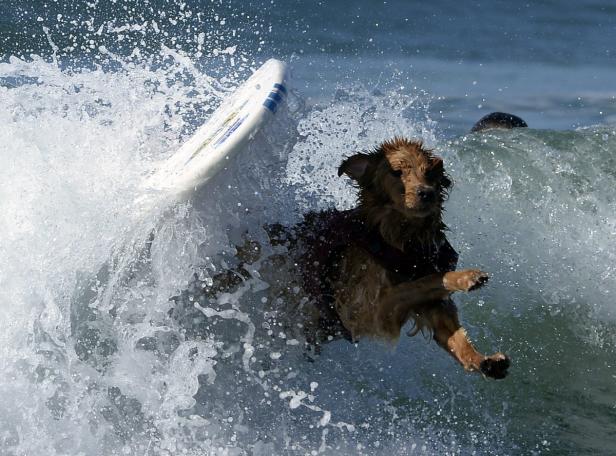 Ein Hund wird von einer Welle beim Surfen getroffen.