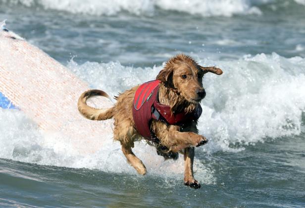 Ein Golden Retriever mit Schwimmweste surft auf einer Welle.