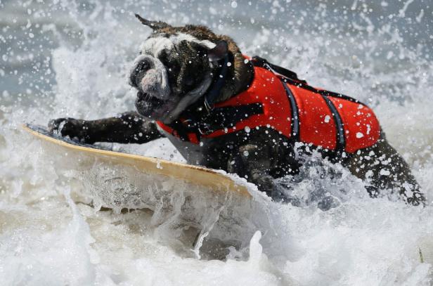 Eine Bulldogge mit Schwimmweste surft auf einem Surfbrett durch die Wellen.