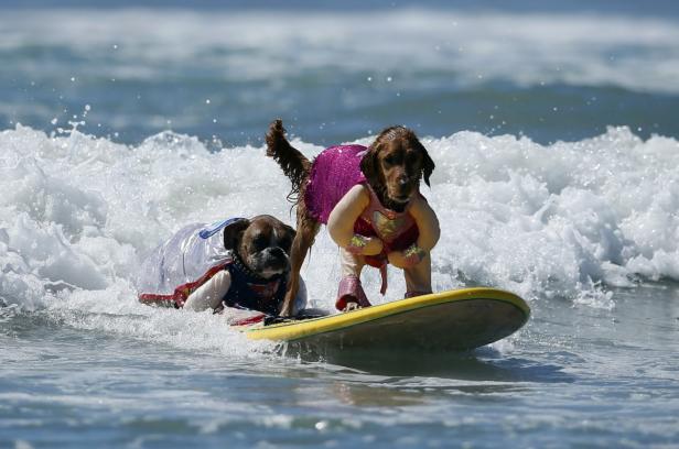 Zwei Hunde in Kostümen reiten auf einem Surfbrett in den Wellen.