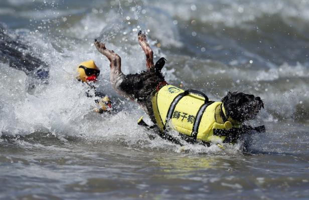 Ein Hund mit Schwimmweste springt ins Wasser, während ein Mann mit einer gelben Boje zusieht.