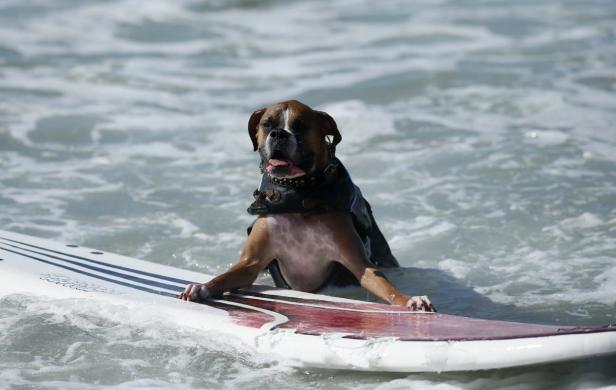 Ein Hund mit Schwimmweste balanciert auf einem Surfbrett im Wasser.