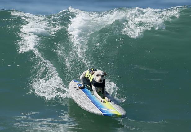 Ein Hund mit Schwimmweste reitet auf einem Surfbrett eine Welle.