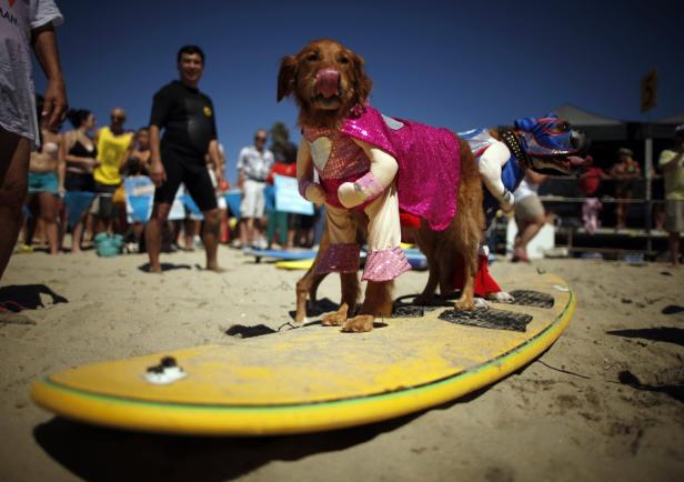 Zwei Hunde, verkleidet als Superhelden, stehen auf einem Surfbrett am Strand.