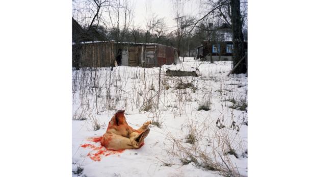Ein abgetrennter Schweinekopf liegt blutverschmiert im Schnee.