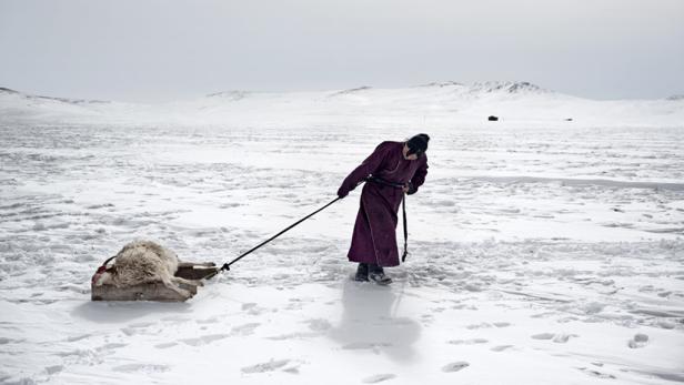 Eine Frau zieht einen Schlitten mit einem toten Schaf durch eine verschneite Landschaft.