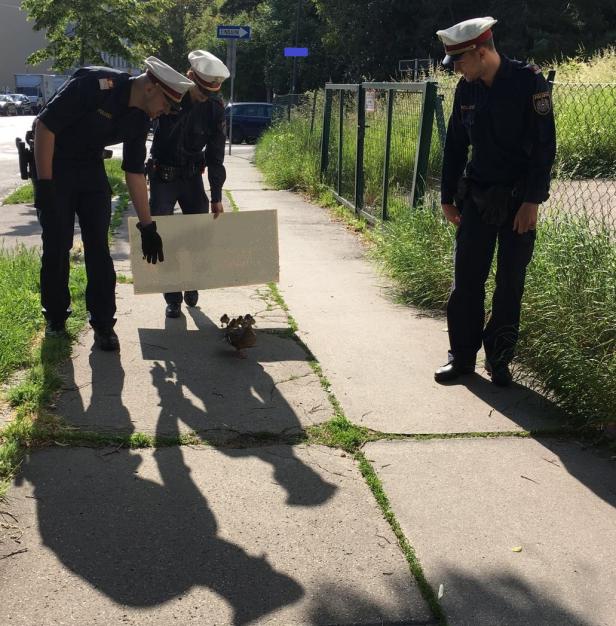Krottenbachstraße: Polizei rettete Entenfamilie