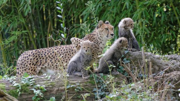 Geparden-Nachwuchs zeigt sich den Besuchern