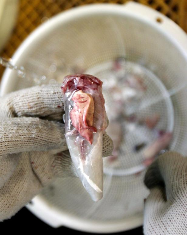 Kugelfisch: Warum Fugu tödlich ist