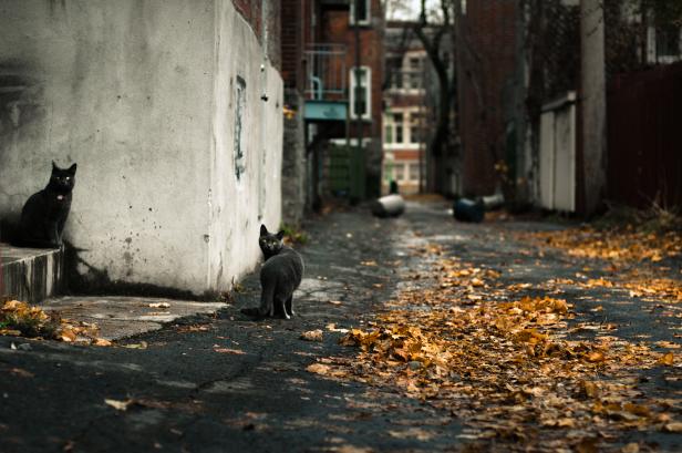 Zwei Katzen in einer Gasse mit Herbstlaub.