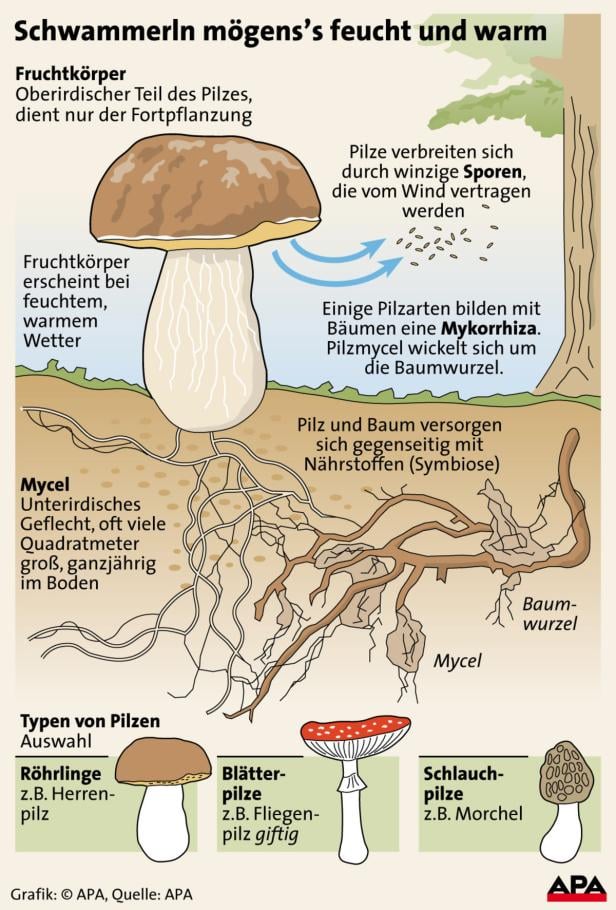 Pimp my Pilz: Eierschwammerl haben Saison