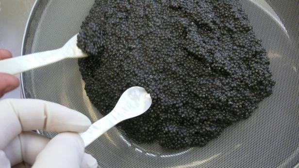 Kaviar verstehen