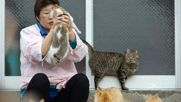 Katzeninsel Aoshima: Hier regieren die Vierbeiner