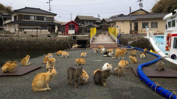 Katzeninsel Aoshima: Hier regieren die Vierbeiner
