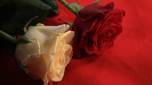 Eine rote und eine weiße Rose liegen auf einem roten Tuch.