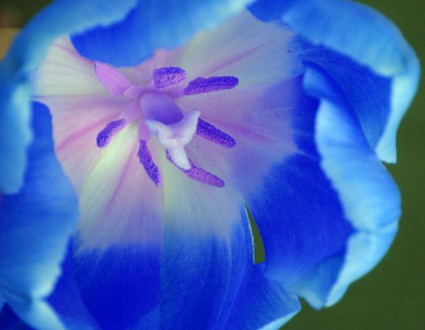 Nahaufnahme einer blau-weißen Blüte mit violetten Akzenten.