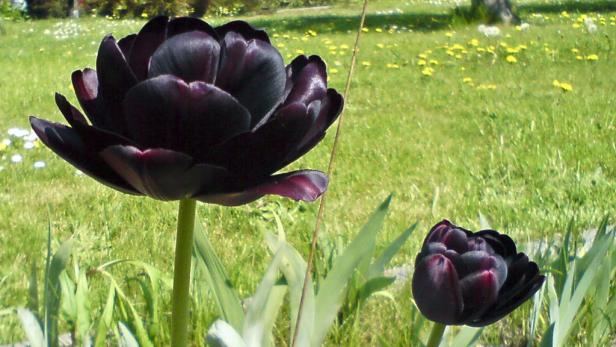 Zwei dunkle Tulpen blühen in einem grünen Feld.