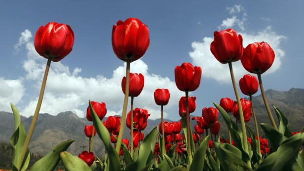 Ein Feld mit roten Tulpen vor einem bewölkten Himmel und Bergen.