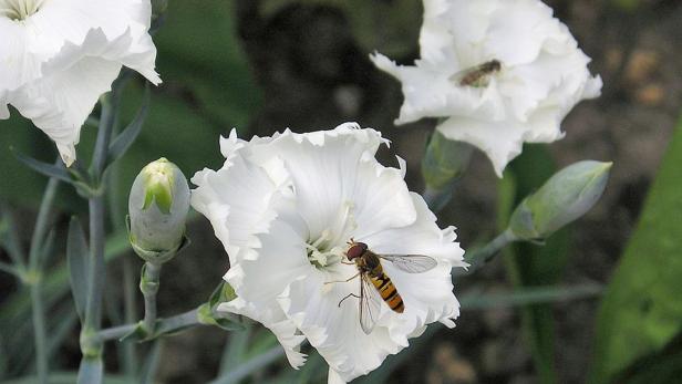 Eine Schwebfliege sitzt auf einer weißen Nelke.