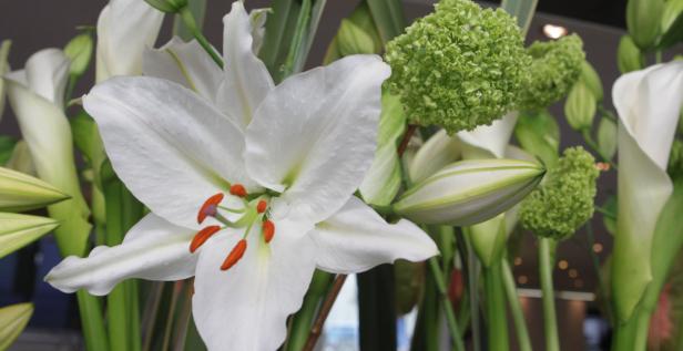 Nahaufnahme eines Blumenarrangements mit weißen Lilien und grünen Hortensien.