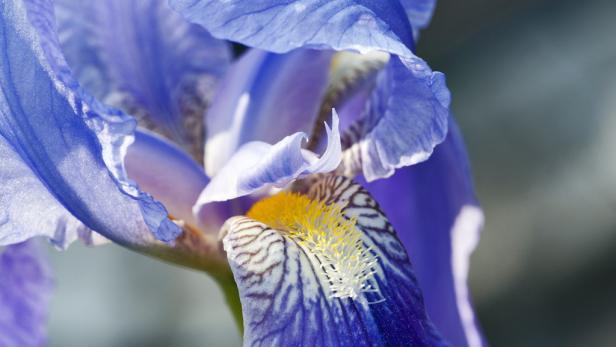 Nahaufnahme einer blauen Schwertlilie mit gelben Akzenten.