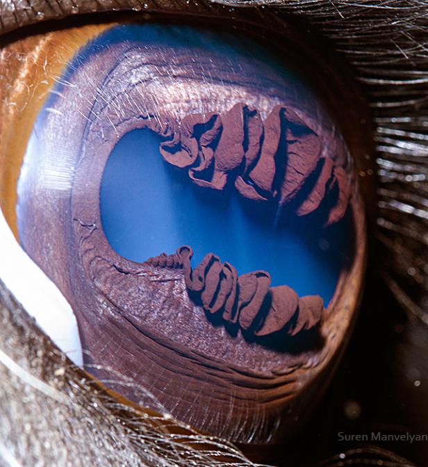 Nahaufnahme des Auges eines Vogels mit blauer Iris.