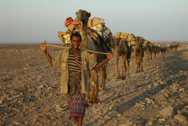 Ein Mann führt eine Kamelkarawane durch eine steinige Wüste.
