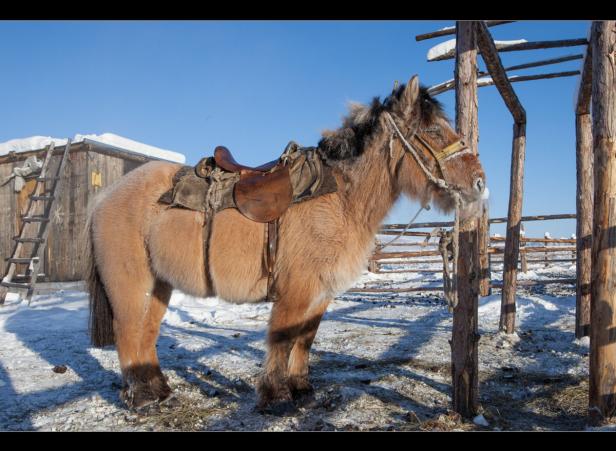 Ein braunes, gesatteltes Pferd steht im Schnee an einem Holzgestell.
