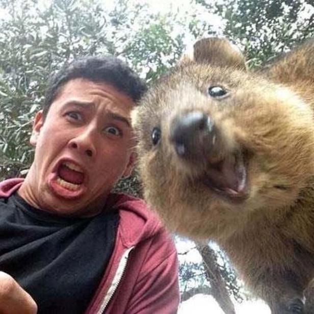 Diese Quokka-Selfies sind wirklich süß