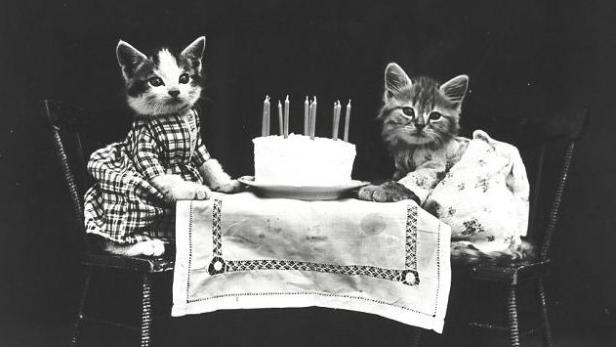 Zwei Katzen sitzen an einem Tisch mit einer Geburtstagstorte und Kerzen.