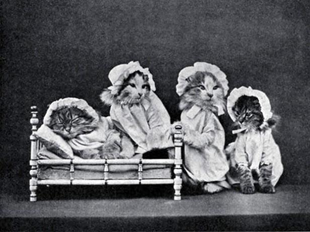Vier Katzen, verkleidet mit Nachthemden und Hauben, posieren; eine schläft in einem kleinen Bett.