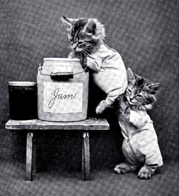 Zwei Kätzchen in Kleidung versuchen, an ein Marmeladenglas zu gelangen.