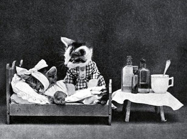 Eine Katze im karierten Hemd wacht über eine kranke Katze im Bett.