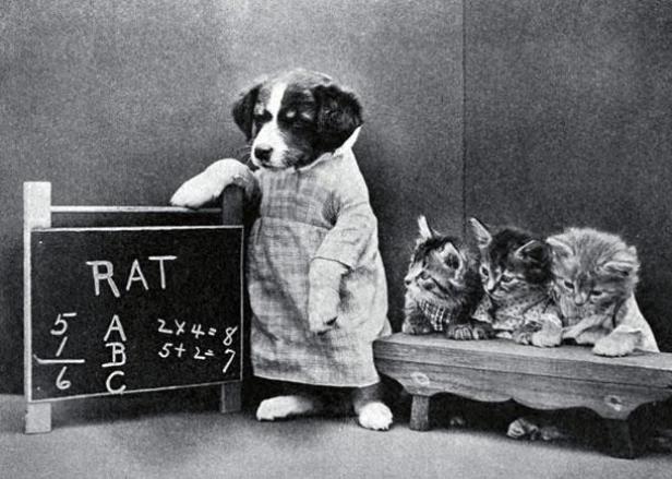 Ein Hund im Kleid steht mit einer Pfote auf einer Tafel, während drei Kätzchen zusehen.
