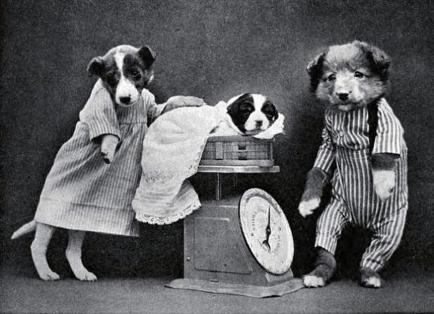 Drei Hunde, bekleidet wie Menschen, posieren mit einer alten Waage.