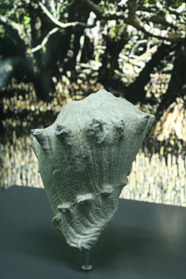 Fossilienwelt: Nebst Schnecken gibt es auch wertvolle Perlen Eine große, graue Schneckenschale steht auf einem Sockel vor einem unscharfen Hintergrund.
