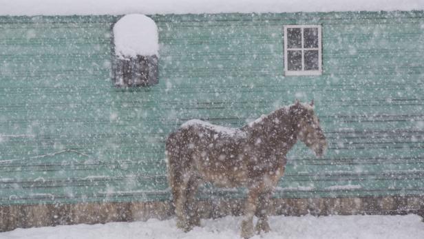 Ein Pferd steht im Schneefall vor einer grünen Scheune.