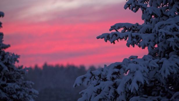 Verschneite Bäume vor einem rosa gefärbten Himmel bei Sonnenuntergang.