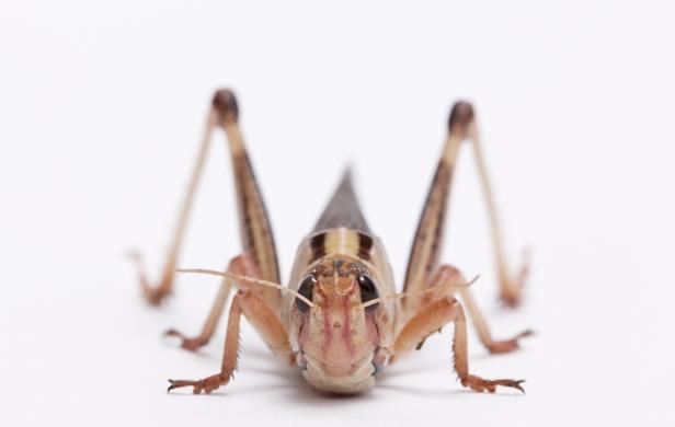 Insekten auf dem Teller