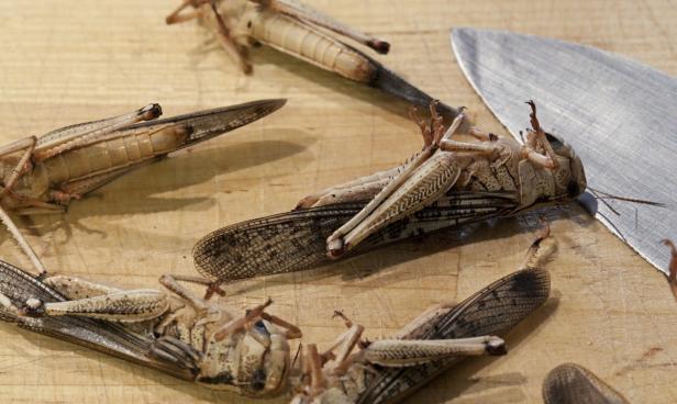 Insekten auf dem Teller