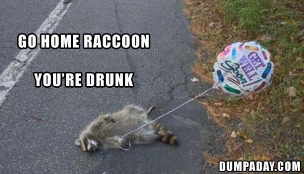 Ein Waschbär liegt auf der Straße, angebunden an einen „Gute Besserung“-Ballon.