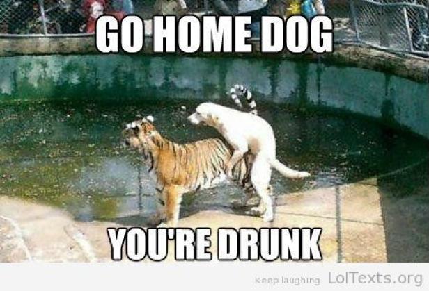 Ein Hund reitet auf einem Tiger in einem Wasserbecken.