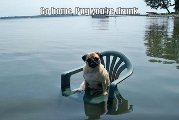 Ein Mops sitzt auf einem grünen Plastikstuhl im Wasser.