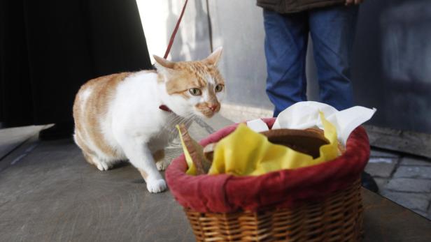 Eine rot-weiße Katze schaut aufmerksam in einen Korb mit Brot.